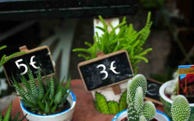 Des plantes grasses sont posées sur une table avec leur prix.