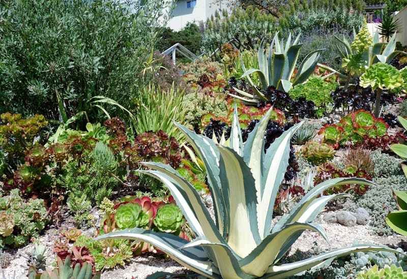 Une rocaille de plantes grasses en pente, prés de maisons.