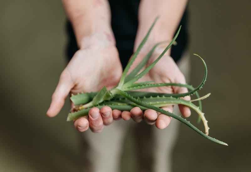 Une personne tint dans ses mains des boutures de plante grasse sans racine.