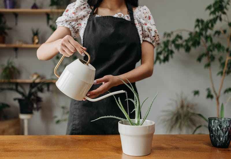 comment-arroser-une-plante-grasse Une femme arrose une plante grasse