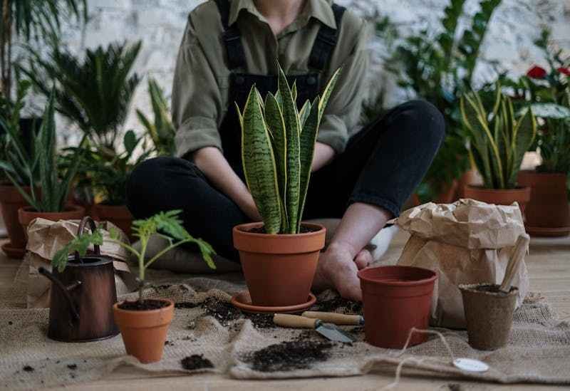 Un homme est assis en tailleur devant un pot avec une plante grasse et des outils de jardin.