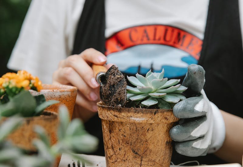 Comment planter des plantes grasses ?