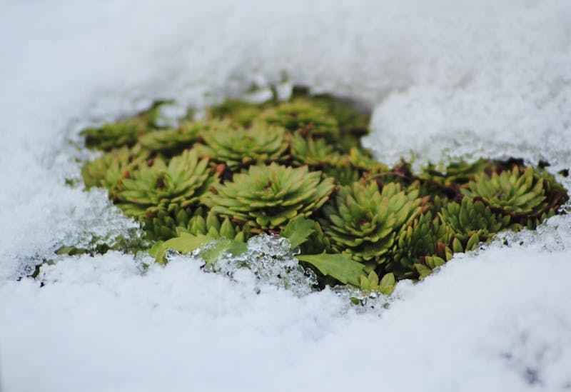 Des plantes grasses cernées par la glace, en hiver.