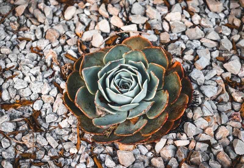 Une plante grasse desséchée planté dans des gravillons.