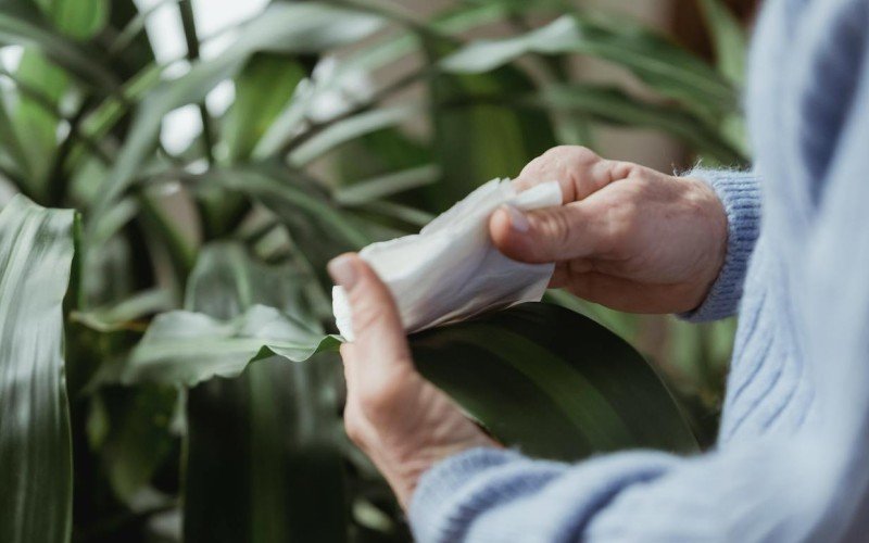 Une personne nettoie uen plante avec un chiffon.