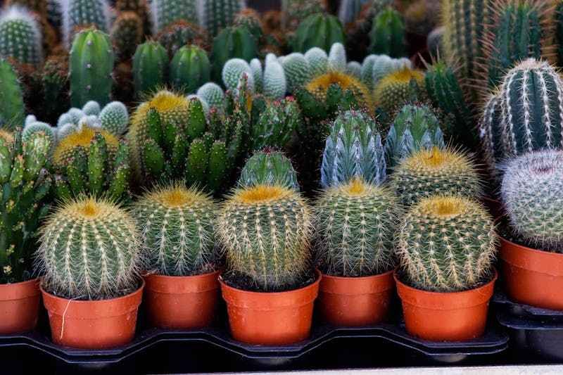 des plantes grasses externes en pots