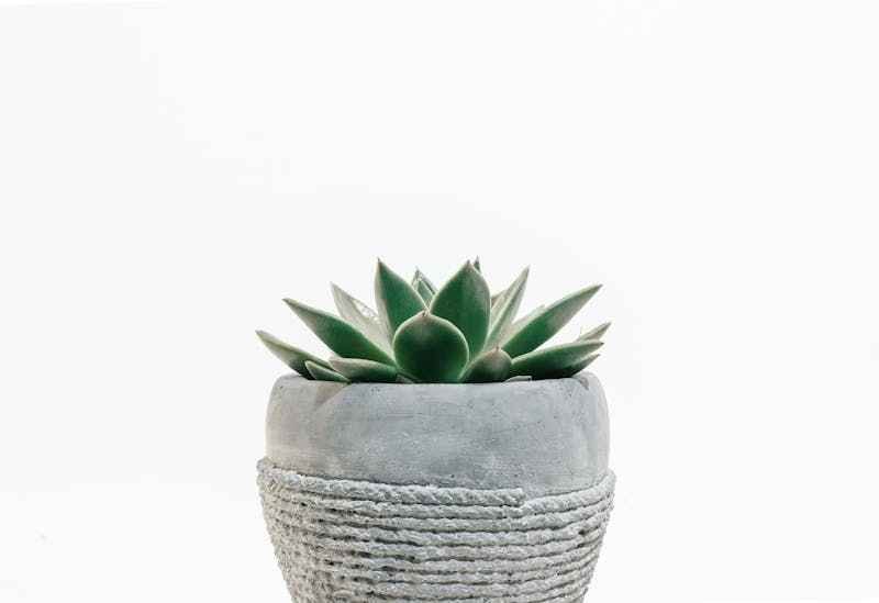 Une plante grasse en pot, avec un arriére plan blanc.