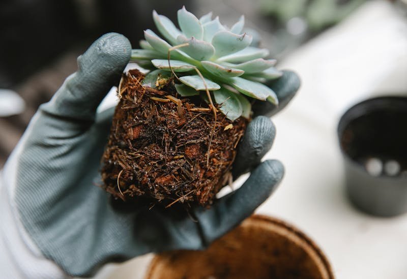 Une plante grasse dépotée avec ses racines prise dans la terre, en gros plan.