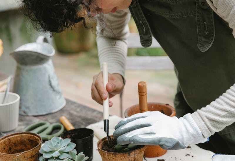 Une femme est entrain de rempoter une plante grasse, à l'aide d'un outil.