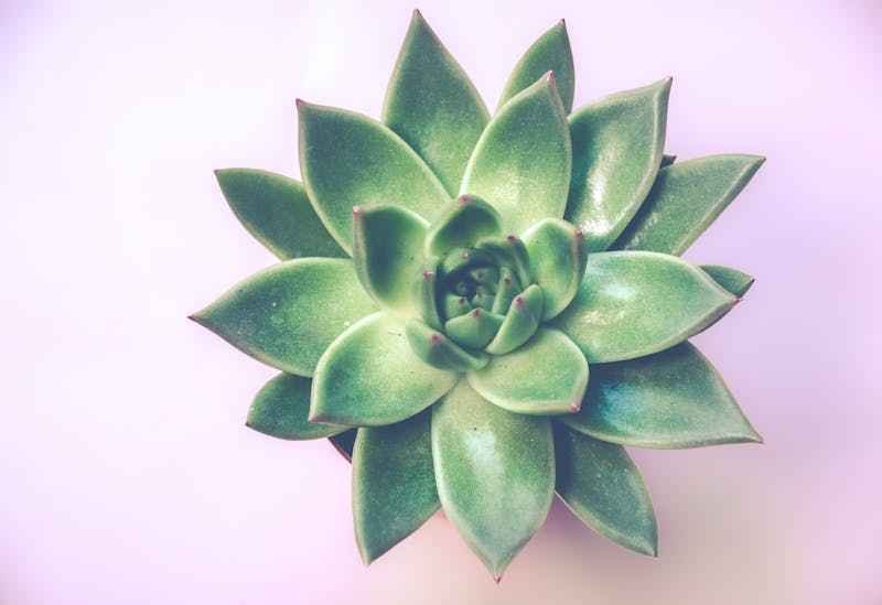 Une plante grasse artichaud en gros plan