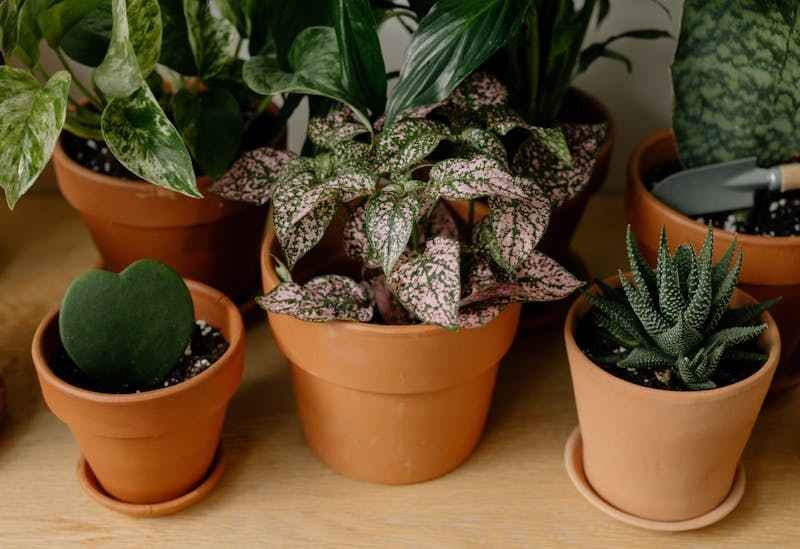 Une plante grasse cœur en pot en terre cuite, a côté d'autres plantes en pot également.
