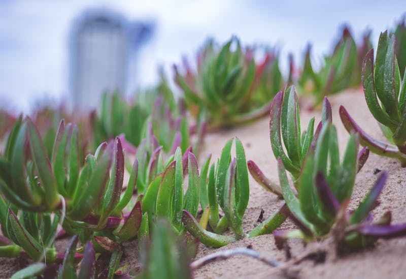 Une plante grasse couvre sol, en gros plan.