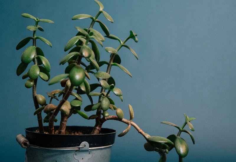 Une plante grasse Crassula exposée, dans un pot.