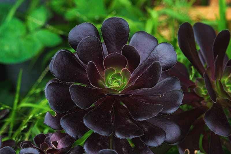Une plante grasse noire en gros plan sur le sol.