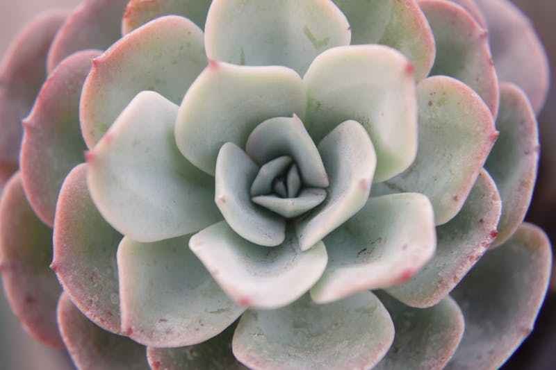 Un plante grasse porcelaine en gros plan,.